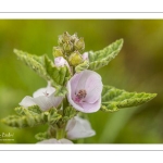 La Guimauve officinale (Althaea officinalis L.), aussi appelée Guimauve sauvage ou Mauve blanche