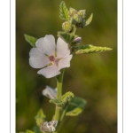 La Guimauve officinale (Althaea officinalis L.), aussi appelée Guimauve sauvage ou Mauve blanche