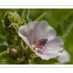 La Guimauve officinale (Althaea officinalis L.), aussi appelée Guimauve sauvage ou Mauve blanche