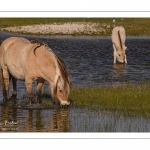 chevaux de race Fjord et poulain