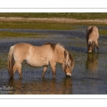 chevaux de race Fjord et poulain