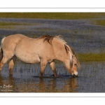 chevaux de race Fjord et poulain