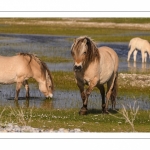 chevaux de race Fjord et poulain