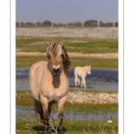 chevaux de race Fjord et poulain