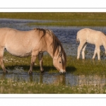 chevaux de race Fjord et poulain