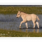 chevaux de race Fjord et poulain