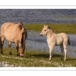 chevaux de race Fjord et poulain