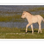 chevaux de race Fjord et poulain