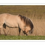 chevaux de race Fjord et poulain