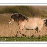 chevaux de race Fjord et poulain