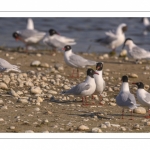 Mouette mélanocéphale (Ichthyaetus melanocephalus - Mediterranean Gull)