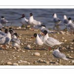 Mouette mélanocéphale (Ichthyaetus melanocephalus - Mediterranean Gull)