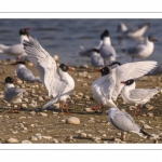 Mouette mélanocéphale (Ichthyaetus melanocephalus - Mediterranean Gull)