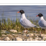 Mouette mélanocéphale (Ichthyaetus melanocephalus - Mediterranean Gull)