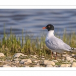 Mouette mélanocéphale (Ichthyaetus melanocephalus - Mediterranean Gull)