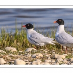 Mouette mélanocéphale (Ichthyaetus melanocephalus - Mediterranean Gull)