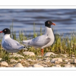 Mouette mélanocéphale (Ichthyaetus melanocephalus - Mediterranean Gull)