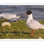 Mouette mélanocéphale (Ichthyaetus melanocephalus - Mediterranean Gull)