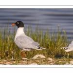 Mouette mélanocéphale (Ichthyaetus melanocephalus - Mediterranean Gull)