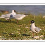 Mouette mélanocéphale (Ichthyaetus melanocephalus - Mediterranean Gull)