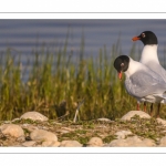 Mouette mélanocéphale (Ichthyaetus melanocephalus - Mediterranean Gull)