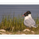 Mouette mélanocéphale (Ichthyaetus melanocephalus - Mediterranean Gull)