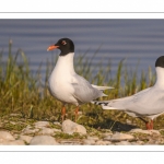 Mouette mélanocéphale (Ichthyaetus melanocephalus - Mediterranean Gull)