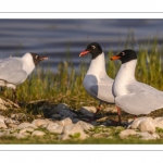 Mouette mélanocéphale (Ichthyaetus melanocephalus - Mediterranean Gull)