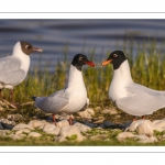 Mouette mélanocéphale (Ichthyaetus melanocephalus - Mediterranean Gull)