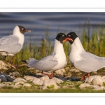 Mouette mélanocéphale (Ichthyaetus melanocephalus - Mediterranean Gull)