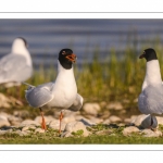 Mouette mélanocéphale (Ichthyaetus melanocephalus - Mediterranean Gull)