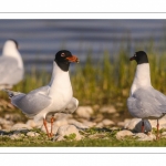 Mouette mélanocéphale (Ichthyaetus melanocephalus - Mediterranean Gull)