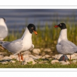 Mouette mélanocéphale (Ichthyaetus melanocephalus - Mediterranean Gull)