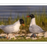 Mouette mélanocéphale (Ichthyaetus melanocephalus - Mediterranean Gull)