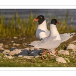 Mouette mélanocéphale (Ichthyaetus melanocephalus - Mediterranean Gull)