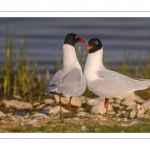 Mouette mélanocéphale (Ichthyaetus melanocephalus - Mediterranean Gull)