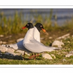 Mouette mélanocéphale (Ichthyaetus melanocephalus - Mediterranean Gull)