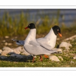 Mouette mélanocéphale (Ichthyaetus melanocephalus - Mediterranean Gull)