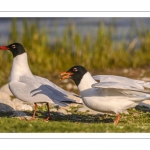 Mouette mélanocéphale (Ichthyaetus melanocephalus - Mediterranean Gull)