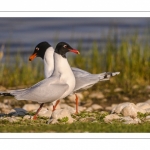 Mouette mélanocéphale (Ichthyaetus melanocephalus - Mediterranean Gull)