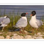 Mouette mélanocéphale (Ichthyaetus melanocephalus - Mediterranean Gull)