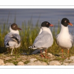 Mouette mélanocéphale (Ichthyaetus melanocephalus - Mediterranean Gull)