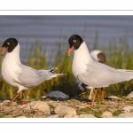 Mouette mélanocéphale (Ichthyaetus melanocephalus - Mediterranean Gull)