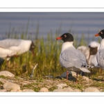 Mouette mélanocéphale (Ichthyaetus melanocephalus - Mediterranean Gull)