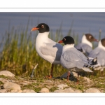 Mouette mélanocéphale (Ichthyaetus melanocephalus - Mediterranean Gull)