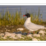 Mouette mélanocéphale (Ichthyaetus melanocephalus - Mediterranean Gull)