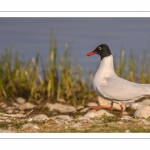 Mouette mélanocéphale (Ichthyaetus melanocephalus - Mediterranean Gull)