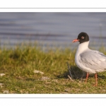 Mouette mélanocéphale (Ichthyaetus melanocephalus - Mediterranean Gull)