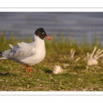 Mouette mélanocéphale (Ichthyaetus melanocephalus - Mediterranean Gull)