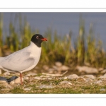 Mouette mélanocéphale (Ichthyaetus melanocephalus - Mediterranean Gull)